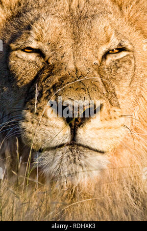 Un Lion Panthera leo, squints nella luminosa luce solare del Kalahari del Kgalagadi Parco transfrontaliero, coprendo il Botswana e il Sud Africa Foto Stock