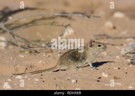 Striped mouse Rhabdomys pumilio sono comuni vita nel deserto del Kalahari Kgalagadi Parco transfrontaliero spanning il Botswana e il Sud Africa Foto Stock