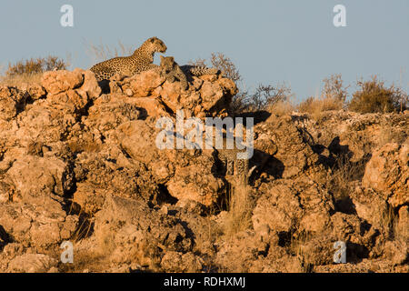 Un leopard madre e due lupetti, Panthera pardus, si fondono in un paesaggio roccioso, Kgalagadi Parco transfrontaliero, Sud Africa e Botswana. Foto Stock