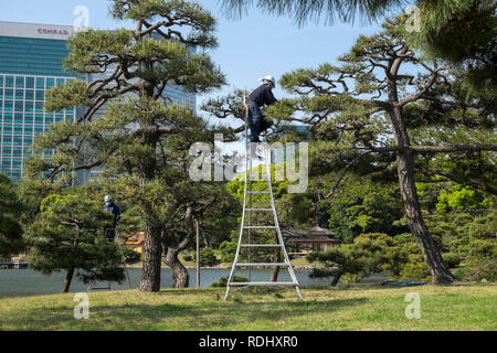 Giappone, isola di Honshu, Tokyo: i giardinieri di prendersi cura di alberi di pino al giardino Hamarikyu, uno dei più antichi TokyoÕs giardini, nel distretto di Tsukiji.L Foto Stock