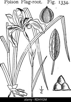 . Una flora illustrata del nord degli Stati Uniti, il Canada e la British possedimenti, da Terranova al parallelo tra il confine meridionale della Virginia, e dall'Oceano Atlantico verso ovest per il 102d meridiano. La botanica; Botanica. Genere i. IRIS FAMIGLIA. 539. 7. Iris Pursh prismatica. Restringere Blue-flag. Bandiera di veleno-root. Iris virginica Muhl. Cat. 4. 1813. Non L. 1753. Iris Pursh prismatica, FI. Am. Sett. 30. 1814. Iris gracilis Bigel. Fl. Bost. 12. 1814. flris Carolina Radius, Schrift. Naturf. Ges. Leipzig I: 158. 1822. Rizoma piuttosto snella, tuberose-addensato. Steli esili, spesso flex Foto Stock