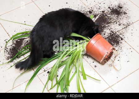 Gatto nero caduto e ha rotto il vaso di fiori con pianta verde sul pavimento della cucina con lo sporco tutto piastrelle. Concetto di danno da animali domestici Foto Stock