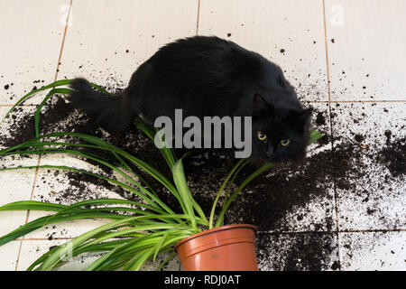 Gatto nero caduto e ha rotto il vaso di fiori con pianta verde sul pavimento della cucina con lo sporco tutto piastrelle. Concetto di danno da animali domestici Foto Stock