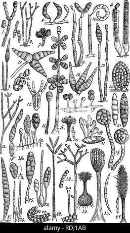 . British fungo-flora. Classificata come libro di testo della micologia. Funghi. . Si prega di notare che queste immagini vengono estratte dalla pagina sottoposta a scansione di immagini che possono essere state migliorate digitalmente per la leggibilità - Colorazione e aspetto di queste illustrazioni potrebbero non perfettamente assomigliano al lavoro originale. Massee, George, 1850-1917. Londra, New York, G. Bell &AMP; figli Foto Stock