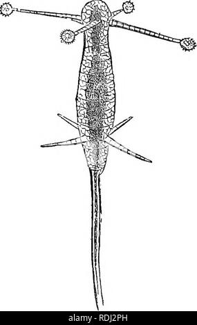 . Serate al microscopio : o, ricerche tra i minuter organi e forme di vita animale. Microscopia microscopi;; medico di microscopia. ZOOPHYTES. 393 icate organo del toucli. Il terminale globe è riempito con proporzionalmente grande ovale vescicole, ciascuno con una cavità centrale, che sono disposti in un modo divergente intorno al centro, in modo che le loro punte deve raggiungere il sur- faccia del globo; questi sono quelli dei potenti armi di offesa denominata thread-cellule {cnidm). La superficie del globo è coperto con breve spesso palpocils, che il Dott. T. S. Wright ritiene come organi prensili. " Questi Foto Stock