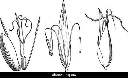 . Botanica elementare : teorico e pratico. Un libro di testo progettato principalmente per gli studenti delle classi di scienze connesse con la scienza e il dipartimento arte del comitato del consiglio per l'istruzione . La botanica. 186 elementari di botanica e interni contengono i fiori bisessuali; cade è costituito da numerose setole hypogynous, allungato che sul capo a frutto (in alcune piante dell'ordine non cade è presente); stami tre; antere innata ; ovario uno-celled, con tre stimmi semplice. Questo ordine contiene numerose erba-come le piante. In genere di grandi dimensioni di Carex (carici) ci sono unisexual flower Foto Stock