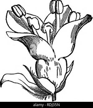 . Botanica elementare : teorico e pratico. Un libro di testo progettato principalmente per gli studenti delle classi di scienze connesse con la scienza e il dipartimento arte del comitato del consiglio per l'istruzione . La botanica. 166 elementari Spircea botanica. Calice cinque-schisi; firuit da tre a dodici dei follicoli piliferi. Diverse specie di prato-dolce. Alcune delle piante esotiche sono coltivate per i loro fiori. 3. Sanguisorbe^. Erbe o sotto-arbusti ; fiori spesso unisexual; petali assente (fig. 302); carpel solitario; frutto di un achene (fig. 302, 11).. ' FlG. 302.-Sanguisarba officinalis. I. Fiore. II. Frutti di piante britannico Foto Stock