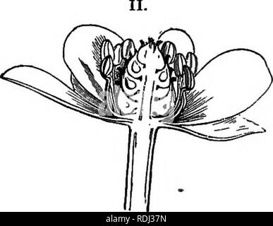 . Botanica elementare : teorico e pratico. Un libro di testo progettato principalmente per gli studenti delle classi di scienze connesse con la scienza e il dipartimento arte del comitato del consiglio per l'istruzione . La botanica. Fig. 295.-Fagiano's-eye {^Adone). I. sezione longitudinale attraverso achene. II. Una sezione longitudinale attraverso il fiore. Clematis, uomo vecchio con la barba o con Traveller's gioia. Un scalatore arbustiva con foglie opposte. I sepali sono petaloid (bianco verdastro nel British specie), e petali assente. Molti clematide esotici vengono coltivati per i loro bellissimi fiori. Delphinium, Larkspur (fig. 202). Flowe Foto Stock