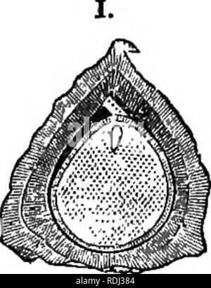 . Botanica elementare : teorico e pratico. Un libro di testo progettato principalmente per gli studenti delle classi di scienze connesse con la scienza e il dipartimento arte del comitato del consiglio per l'istruzione . La botanica. 158 Botanica elementare Anemone, wind-fiore. No corolla presente, il calice sia colorato come nella Pasr le-fiore, o bianco come nel legno-anemone. Fiori in tl j molla; numerose specie cul- tivated nei nostri giardini per i loro colori vistosi. Aguilegia, aquilegia alpina con i suoi cinque sepali petaloid e cinque petali con propaggini fino ritorto in una tromba in modo simile. Coltivate nei giardini. Caltha, Marsh-mar Foto Stock