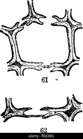 . Botanica fisiologico; I. contorni di istologia di phaenogamous piante. II. Fisiologia Vegetale. La fisiologia vegetale; Impianto anatomia. impianti recenti. Quando il legno in un bosco di pini gambo viene tagliato radialmente, i lati appiattiti di piastrella di legno-cellule mostrano la appaiono punteggiate- mente si vede in Fig. 60. Il numero e la modalità di distribuzione dei contrassegni in legno- celle o tracheids di co- niferae sono così quasi con- stant, che essi possono essere usati con notevole certaint}- in tlie- discrimi nazione di qualche generi. 269. In una sezione trasversale della coppia tra- cheids discoidale di mark- rali sono chiaramente visibili per Foto Stock