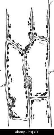 . Botanica fisiologico; I. contorni di istologia di phaenogamous piante. II. Fisiologia Vegetale. La fisiologia vegetale; Impianto di anatomia. Granuli di clorofilla. 41 Chloroplastids, o granuli di clorofilla, chiamato anche chloroleu- cita ; (2) quelli che hanno alcuni altri colori oltre al verde, - Chromoplastids o chromoleucites ; (3) coloro che sono privi di colore, - Leucoplastids o leucites. 169. La clorofilla Granides^ o Chloroplastids, vengono soddisfatte con nelle parti verdi di tutte le piante ; infatti per loro il colore verde è dovuto. Ma sono solo alcune volte mascherate dalla presenza di colore nella cella-SAP. Thei Foto Stock