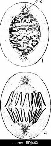 . Un manuale di zoologia elementare . Zoologia. La rana : istologia, cellule germinali, morte 105 cancella la membrana di rottura è alto e il nucleo è sotto- andando alcuni cambiamenti interni. Il linin con il suo contenuto di granuli di cromatina si posiziona in una filettatura a spirale, la matassa o spireme, che procede quindi a rompersi in un certo numero di porzioni uguali noto come cromo- somes, dei quali lo stesso numero viene visualizzato in ogni divisione nucleare nel corpo (ma non, come vedremo, nelle cellule germinali). In la rana questo numero è (ventiquattro.. Si prega di notare che queste immagini vengono estratte dalla pagina sottoposta a scansione immagini Foto Stock