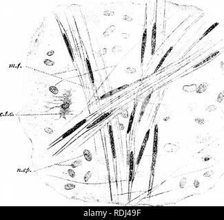 . Un manuale di zoologia elementare . Zoologia. La rana: istologia, cellule germinali, Morte 99 sangue è classificato tra i tessuti scheletrici sul conto dell'plentifulness della sua massa di fluido sostanza, sebbene essa agisce solo come un tessuto di supporto quando è in condizioni di elevata pressione si esegue il rendering di un organo turgidi. Parte fluida del sangue è noto come il plasma e le cellule come corpuscoli del sangue. Essi sono di due tipi, rosso e bianco. Ogni corpuscoli rosso è un sottile, biconvesse, disco ovale, di colore giallo a causa del. FlG. 58.-una porzione della vescica di una rana, macchiata e fortemente ingrandita. c.t.c, tessuto connettivo cella; vi./ Foto Stock