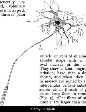 . Un manuale di zoologia elementare . Zoologia. La rana : istologia, cellule germinali, Morte 95 tessuti muscolari. Gli altri un processo che ha la struttura di una fibra ma funziona come un dendrite, portando in impulsi provenienti dalle celle di rilevamento. Il tessuto muscolare è costituita da elementi allungati, o cellule o coenocytes, noto come fibre, in cui il potere di contrazione è altamente sviluppato. È di due tipi, a strisce o striati e pianura, forma non striata o unstri- , ated. Muscolari involontarie (vedere p. 40) è generalmente onu- striato, muscolo volontario striato. Le fibre di pianura. Fig. 54.-Uno schema di una parte di un neurone hi Foto Stock