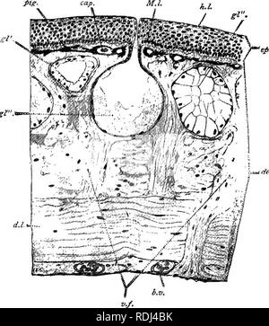 . Un manuale di zoologia elementare . Zoologia. La rana: istologia, cellule germinali, Morte 93 cella o neurone vi possono essere distinti (1) un corpo cellulare contenente il nucleo, (2) un lungo processo noto come l'AXON, lungo il quale gli impulsi vengono scaricate, (3) 1 altri processi, di solito suino. cap. Il tessuto nervoso. er.. Fig. 52.-una sezione di pelle di una rana, prese verticalmente alla superficie, fortemente ingrandita. &Amp;.v., piccoli vasi sanguigni; Cap., capillari; d.l, denso strato di tessuto connettivo, consistente di fibre che si estendono parallele alla superficie ; der.t derma o corium ; ep., epidermide ; gZ'., gi&QUOT Foto Stock