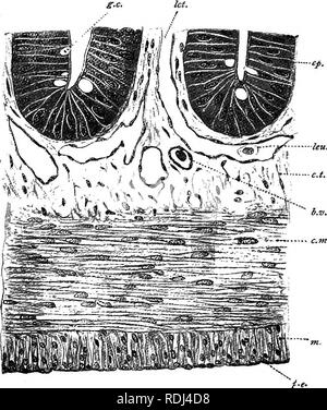 . Un manuale di zoologia elementare . Zoologia. La rana : istologia, cellule germinali, Morte 87 il corpo esiste solo per sostenere e proteggere. La vita è la vita del protoplasma. A volte è tentato di riconoscere nel protoplasma a vivere realmente parte che subisce relativamente poco cambia. FIG. 46.-una porzione della sezione di Fig. 45, più fortemente ingrandita. b.v., vaso sanguigno; c.t., tessuto connettivo delle mucose ; c.m., strato circolare di fibre muscolari; ad es., epitelio; g.c, cellule caliciformi; l.m., longi- tudinal strato di fibre muscolari; let., "" lattea o vaso linfatico dell'intestino; Foto Stock