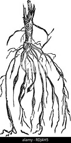 . Botanica elementare : teorico e pratico. Un libro di testo progettato principalmente per gli studenti delle classi di scienze connesse con la scienza e il dipartimento arte del comitato del consiglio per l'istruzione . La botanica. Fig. 59.-fasciculated tuberosa radice della dalia. Fig. 60.-Nodulose radice di SpinEafilipendida. le dita di una mano tesa, come in Orchis odoratissima (fig. 58), è chiamato palmate. Il termine fasciculated, o sottoposto a tufting, viene utilizzato dove ci sono un certo numero di aculei o rami carnosi disposti a grappolo, come nel Dahlia (fig. 59). Quando le fibre sono allargata solo in corrispondenza della loro estremità, Foto Stock