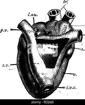 . Un manuale di zoologia elementare . Zoologia. La rana : le viscere e sistema vascolare 53 il ventricolo, in cui ciascuno si apre. Sulla superficie dorsale del cuore, apertura nel padiglione auricolare destro, giace ancora più sottile, murata triangolare venoso sinusale. Le aperture tra queste camere sono gelosamente custoditi da alcune valvole o pieghe del rivestimento del cuore. Due semplici labbra dell'apertura tra il seno e il padiglione auricolare destro sono le sinu-valvole auricolare; questi consentono al sangue di fluire nel padiglione auricolare, ma piegare oltre ad impedire il suo riflusso. Il bordo del setto auricolare è schisi e progetti nell'ventr Foto Stock