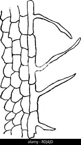 . Botanica elementare : teorico e pratico. Un libro di testo progettato principalmente per gli studenti delle classi di scienze connesse con la scienza e il dipartimento arte del comitato del consiglio per l'istruzione . La botanica. Fig. 51.-sezione longitudinale di radice principale di Victa. Faba. ?-, R, la corteccia della radice principale: /, fasci fibro-vascolari ; ", ", radichette laterali di sviluppare da l^ericambium e breal:ing attraverso il tessuto corticale ; h, pileorhiza del lato radichette. (Dopo Prantl e collaboratori.). Fig. 52. -L'epidermide della radice con peli. meristema tra lo xilema ed il floema fasci, e che con la ripetuta divisione della sua cella Foto Stock