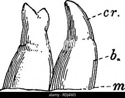 . Un manuale di zoologia elementare . Zoologia. Capitolo III LA RANA: le viscere e Sistema vascolare Sistema alimentare. membrana. ,-Cr.. Il cibo della rana è ricevuto e digerito da un tubo di avvolgimento, noto come l'intestino o alimen- tary canal, che corre dalla bocca a cloaca e è rivestita da una morbida, mucosa ghiandolare il gape della bocca si trova tra due ganasce, di cui la superiore non è mobile, ma la parte inferiore è incernierato. Non ci sono denti nella mascella inferiore, ma la parte superiore porta una fila di denti mascellari e un cerotto di denti vomerine si trovano su ciascun lato del tetto della bocca. I denti sono sma Foto Stock