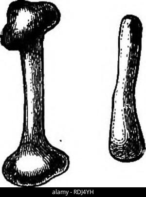 . Botanica elementare : teorico e pratico. Un libro di testo progettato principalmente per gli studenti delle classi di scienze connesse con la scienza e il dipartimento arte del comitato del consiglio per l'istruzione . La botanica. Amido II strati. Probabilmente questo aspetto striato è dovuta a una quantità variabile di acqua in diverse parti del granulo. La sostanza di amido sembra essere separabile in due parti che sono alleati se non identiche nella composizione, ma che differiscono nella proprietà. L'uno, noto come farinose amido o cellulosa, appare per formare lo scheletro del granulo e sia colorato marrone Foto Stock