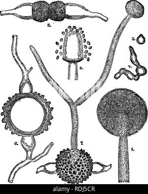 . Microbi, fermenta e stampi . Batteri; funghi; fermentazione. 28 microbi, fermenta e stampi. cellule è più grande di quella degli altri, e persiste da solo fino al momento in cui l'oospore è maturo. Essa deve pertanto essere considerata come la cella femmina; mentre la. La fig, 15.-organi riproduttivi di Mucor mucedo (molto ingrandita). altri, che è più piccola e presto garrese lontano, è la cella maschio. Il micelio del oomiceti è sviluppato in modo più o meno il mezzo liquido, come tutti gli altri e di decomposizione di sostanze putrefying. L ordinario le spore sono. Si prega di notare che queste immagini vengono estratte dalla scansione Foto Stock