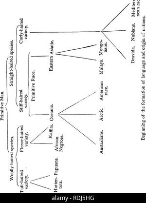 . La dottrina di discesa e di darwinismo. Evoluzione. Le gare dell'uomo. 307 nection delle famiglie di nazioni, diamo allegate pedigree, in cui Friedrich Muller strettamente aderente alla Haeckel schizzo del. OS a a a K a a a a, o Id &lt; a. Si fa menzione di specie e razze di umanità, della specie che viene considerata non più esistenti, mentre. Si prega di notare che queste immagini vengono estratte dalla pagina sottoposta a scansione di immagini che possono essere state migliorate digitalmente per la leggibilità - Colorazione e aspetto di queste illustrazioni potrebbero non perfettamente assomigliano al lavoro originale. Schmidt, il dott. (Eduard Oskar), 1823-1886 Foto Stock