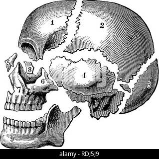 . Un libro di testo di Fisiologia Generale e anatomia. Fisiologia, comparativo, anatomia. Le ossa della testa 233 le estremità inferiori delle radio e ulna sono uniti da otto ossa irregolari chiamato carpali, e questi otto carpali sono uniti in modo da permettere uno scorrimento di un poco al di sopra della superficie dell'altro. Questo sUding dà una certa flessibilità al Avrist, di cui queste ossa formano il supporto. Nella caviglia sono sette le ossa irregolari che corrispondono alla carpali e sono chiamati tarsals. Uno di questi tarsals è molto più grande di tutti gli altri e costituisce il tallone. Il tarsals sono meno mobile Foto Stock