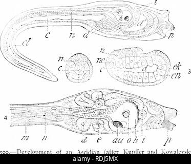 . Un manuale di zoologia. Zoologia. 446 CIIORDATA CviUliij.'-' !n[oi.c.ri IP.F, apertura orale, sei lobi, airial foiir-lobate. }Ro!i;iihi* K:i:;yr,::' Oixlcr SUB II. S XASCIl'LC. Coinpound ascidie consisling di numerose piccole individui integrati in un eommon tunie. Di solito ^lii;. 502) Il indiiduals di eolon' sono diided in piccoli gruppi, le aperture orale di un groui) formando una coccarda attorno ad un eommon atrio centrale. Dislaplia,'^ Lcpto-. FiC". 500.â^)e^"e]oylment di un Ascidian (dopo KuplTcr e Ko"ali: larva, appena hatchcil; 2, eross-sezione attraverso la coda di una shghtly giovani Foto Stock