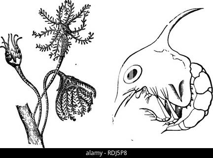 . La dottrina di discesa e di darwinismo. Evoluzione. 56 LA DOTTRINA DELLA DISCESA. sono assolutamente bisognosi di aria-sac, e i loro polmoni, come la nostra nella prima infanzia non sono full-coltivate; un raccolto è completamente che vogliono; una gola e il ventriglio sono più o meno, fuse in un sac, tutte le condizioni molto transitoria in noi e, in più, i chiodi sono goffamente ampia, come con noi prima di rompere il guscio; i pipistrelli, che sembrano i più per- fect, sono solo in grado di volare e non per gli altri. E questi mammiferi che così a lungo dopo la nascita, non sono in grado di trovare il proprio cibo, e mai alzarsi da terra, fantasia loro Foto Stock