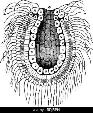 . La dottrina di discesa e di darwinismo. Evoluzione. Prima condizione di larva. SI per la successiva e tipico effettivo impressionare. Con questo scopo si consideri la larva di una spugna calcarea allo stadio che Haeckel ha designato come fase di gastrula. Il grafico indica la sezione di una larva di questa descrizione, che in questo periodo non è nulla più di un stomaco provvisto di un orifizio (fig. 5 0); la sua parete con-. FIG. s. sists di due strati, o strati di cellule. Le cellule della falda esterna sono distinti da quelli di quella interna con la loro forma allungata e il possesso di f Foto Stock