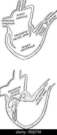 . Un libro di testo di Fisiologia Generale e anatomia. Fisiologia, comparativo, anatomia. 182 CIEC0lazione questo è conica come il cuore, ma l'estremità allargata è down- Ward e attaccato al diaframma. Sia all'interno del pericardio e la parte esterna del cuore sono coperti con superficie liscia sl'ippery membrane, mentre tra questi due strati è un fluido che umidifica le superfici e riduce l'attrito tra di loro come i battiti del cuore. Il cuore è anche rivestito â &gt;;/ internamente con membrana fibrosa mentre le pareti tra questi esterno ed interno di membrane sono composte da un particolare tipo di strisce di musc Foto Stock