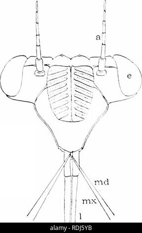 . Un manuale di zoologia. Zoologia. 42 S ARTHROrODA ancora tutti Rhvnchota può egli riconosciuto dalla proboscide di aspirazione (fig. 47S'), consistint; dell'laluum scanalata nella quale il neeilledil^e mantlililes maxillx e giocare. Le strutture dell'ala atlord tlie base della divisione in tre sotto gli ordini. Ordine di sub I. IIEMIPTKRA (Heterop- tcra) .nlcrior ali hcmclytra, ossia lealh- erv a base, morbido e clastico al labbro (tig. 479); tra il benielvlra è una cospicua scutelUini triangolari (.f) copertura più o meno della superficie dorsale. Hcmclytra ard scutellum occasionalmente disa|&GT;pcar. Un ulteriore caratteristici Foto Stock