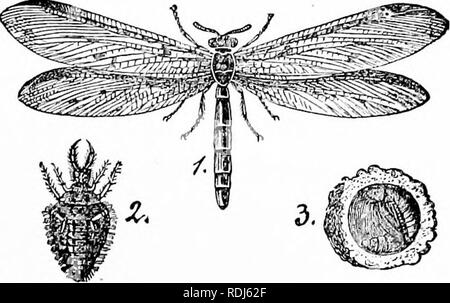 . Un manuale di zoologia. Zoologia. IV. INSECTA: ESAPODO, NEUROPTERA 421 Ordine III. Ortoterri. Come Archiptera queste sono hemimetabolous (pochi ametabolous) e le parti di bocca (fig. 444) sono montati per mordere il mentum schisi. D'altro canto, le ali hanno perso il delicato carattere membranoso e sono diventati più pergamena-lilce, ribalta ali essendo di dimensioni più piccole e che serve come coperchi per i più grandi e più morbido e ripiegati hind ali, che sono gli organi di volo; la condizione sotto questi aspetti ricorda un po' i coleotteri. L'addome porta cerci e spesso i mandrini. In anat interna Foto Stock