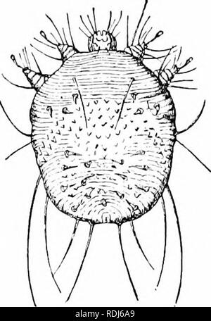 . Un manuale di zoologia. Zoologia. II. ACERATA: LINGUATULIDA 397 in un becco di aspirazione. Questo è costituito da un tubo formato dalle giunzioni basale del pedipalpi, in cui chehcerx, sia chelato, artigliato, o stiletto-simili, giocare poiché gli acari sono piccoli e per metà o interamente da parassita, essi sono molto semplificato nella struttura. Frequenza cardiaca e trache£e sono carenti. La larva quando fuoriesce dall'uovo manca l'ultima coppia di gambe e quindi assomiglia molto a taluni imperfettamente segmentata insetti parassiti come i pidocchi. Il rosso acari (Trombidiid.-e) e acqua acari, HYDRACHNlDa; (Hydraclma* Atax '^'), sono f Foto Stock