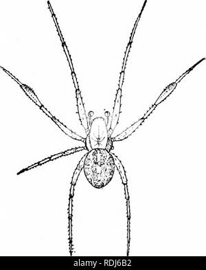 . Un manuale di zoologia. Zoologia. II ACERATA: ARANEINA 39; Legion II. Spliarogaslrida. Arachnida con il addominali somiti fusi in modo tale che nessuna traccia di seg- attuazione restano. Ordine I. Araneina. In ragni il soft-pelato corpo è diviso da una profonda nella costrizione cephalothorax e addome (fig. 426). Le quattro coppie di gambe sono adattati per il molleggio o per la deambulazione, lo ostacolano la coppia essendo anche accessorio per la filatura. Essa reca una disposizione a pettine artiglio con cui diversi thread vengono combinati in un cavo più forte. Il chelicera porta un artiglio affilato (fig. 419), attraversata dal condotto del veleno premistoppa Foto Stock