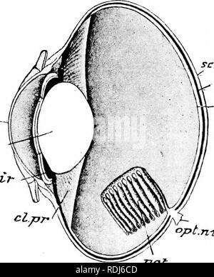 . Un manuale di zoologia. 4IN MODO MANUALE DI ZOOLOGIA (Fig. 289, c. /&Gt;) è di grandi dimensioni e dispone di una grande porzione mediana e due piccoli lobi laterali o flocculi {/) ; la superficie del lobo centrale è contrassegnato da scanalature passanti verso l'interno in un modo radiante e portando con sé la materia grigia, la cui entità è grandemente aumentato. L HEMI- sfere (c. h) si estendono all'indietro per incontrare il cervelletto, e l'ottica lobi (o. I) sono pertanto premute verso l'esterno in modo tale da assumere una laterale invece della solita posizione dorsale.. rci scZ ch sclPl rl. Si prega di notare che queste immagini vengono estratte dalla scansione Foto Stock