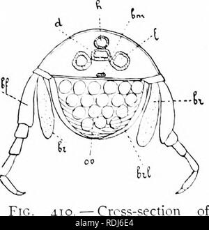 . Un manuale di zoologia. Zoologia. 3S4 ARTHROPODA salta in moto, donde il nome comune, lieach pulci. Nel nuoto tlie alidomen ahernately è piegato contro il lireast e poi forzatamente raddrizzato. Il boiiy è di solito fortemente compresso da lato a lato. La cassa toracica anteriore piedi generalmente recare grande i-pimcral piastre (IIG. Un}:-.), che e.tendono ai lati del l.mdy down"-ARDS, mentre sul lato interno delicato delle branchie o gill sacs (lig. 410, /';•) derivano dalle loro basi. Nella femmina brood lamelke (BRL) sono aggiunti wliich racchiudono una camera di covata sotto la scocca in wliich uova o giovani sono c Foto Stock