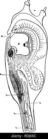 . La dottrina di discesa e di darwinismo. Evoluzione. Il pedigree di animali vertebrati. 253 zione. A 0 il foro della bocca è formato ; d sviluppa nella cavità brachiale e l'intestino. Flc. 23. canal, e avremo incidentalmente notare che nella lancia-. Si prega di notare che queste immagini vengono estratte dalla pagina sottoposta a scansione di immagini che possono essere state migliorate digitalmente per la leggibilità - Colorazione e aspetto di queste illustrazioni potrebbero non perfettamente assomigliano al lavoro originale. Schmidt, il dott. (Eduard Oskar), 1823-1886. New York, D. Appleton e Co. Foto Stock