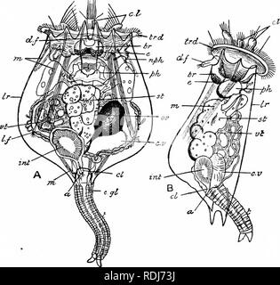 Un Manuale Di Zoologia Setta Vin Rotifera Polyzoa E Brachiopoda A 79 Dal Disco Trochal Frequentemente