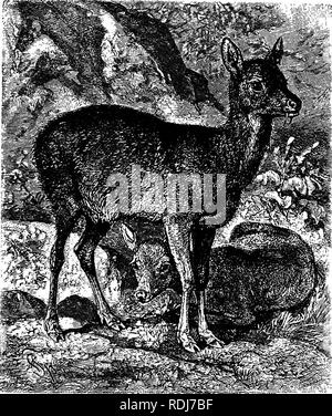 . Gli animali del mondo. Brehm la vita degli animali;. Mammiferi. La peste. 539' circostanze. Il nemico si avvicina, pensando che la preda è il suo per l'assunzione, ma prima di aver raggiunto la piccola creatura dà un legato e scampers off come un flash. In tempi moderni esemplari di questa o di altre specie di muschio pigmea sono spesso stati presi in terre straniere e tenuti in isolamento per un con- siderable tempo. Girovagando menageries anche occasionalmente hanno mostrato alcune delle specie in tutto il paese. L'aspetto dell'animale è ordinato e rivestimento; esso si mantiene estremamente pulito e Foto Stock