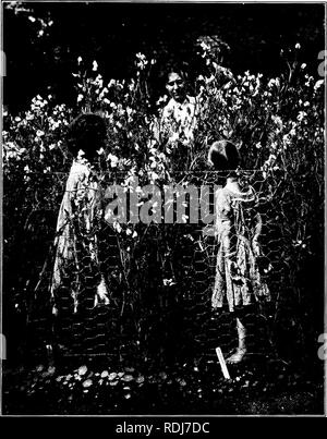 . I giardini e il loro significato, dalla Dora Williams. Giardini della scuola. Ciò che mi[AKE.S UNA SCUOLA giardino che vale la pena mentre 29 mediante la combinazione con altri. Naturalmente in questi esercizi la scuola stancante etiquette di "nessuna comunicazione ". Dalla fantasia alla realtà deve essere sostituito dal proprio come molta comunicazione come pos- sibile. Ma nella scuola normale regime speciale deve essere fatta per la consultazione. Ogni momento diventa così pre- cious ai bambini che insistono sulla sua messa a. Si prega di notare che queste immagini vengono estratte dalla pagina sottoposta a scansione di immagini che possono essere state migliorano in modo digitale Foto Stock