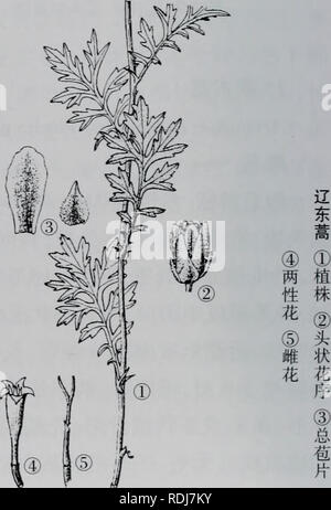 . E Er Duo Si zhi wu zhi. botanica. . Si prega di notare che queste immagini vengono estratte dalla pagina sottoposta a scansione di immagini che possono essere state migliorate digitalmente per la leggibilità - Colorazione e aspetto di queste illustrazioni potrebbero non perfettamente assomigliano al lavoro originale.. Wu Jian xiong. tendere meng gu ren min chu ban she Foto Stock