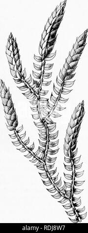 . La vita delle piante e impianto utilizza; un elementare textbook, una fondazione per lo studio dell'agricoltura, scienze domestiche o collegio botanica. La botanica. CLUB MUSCHI 427 fatti circa Selaginella previsioni che le abitudini di piante da semi e gettare luce sulla loro evoluzione. Non solo ci sono due tipi di spore prodotte, ma queste spore sono prodotte separatamente in due tipi di'sporangia. E non ci sono solo questi due tipi di spo- rangia, ma questi sporangia sono prodotte separatamente su due tipi ofsporophylls. (Vedere la figura 220.) e questi fatti sono anche vero di sementi di piante. In che modo queste due tipi o Foto Stock