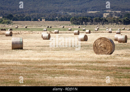 Appena arrotolato balle di fieno sono sparsi attraverso il paddock in attesa di essere raccolti e memorizzati per l'inverno. Foto Stock