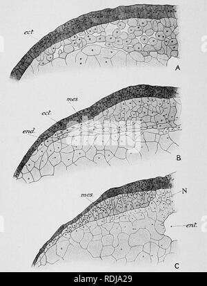 . Libro di testo di embriologia. Embriologia. 58 EMBEYOLOGY DEL LOWEE VEETEBEATES oh. stesso diventa pinzata fuori dal resto dell'archenteron (Fig. 34, C). L'originale archenteron è ora sostituito da una porzione principale, i. Fig. 35.-sezioni trasversali attraverso gli embrioni di Lepidosiren per illustrare l'origine dell'mesorlerm. Una, fase 12 ; B e C, fase 14. ect, ectoderm ; end, endoderra ; ent, cavità enterico ; vies, mesoderma ; N, notochordal rudiment. enteron, la cui parete-l'endoderma definitivo sarà eventu- alleato diventare l'epitelio di rivestimento del canale alimentare e, giacente t dorsale Foto Stock