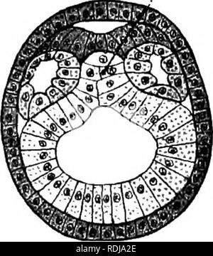 . Libro di testo di embriologia. Embriologia. Fig. 34.-le sezioni trasversali dei giovani Amphioxus illustrante l'origine del mesoderma. (Dopo la tecnologia Hatschek, 1881.), ect ectoderm ; ent, cavità enterico ; m.p, piastra midollare ; mest mesoderma ; Nt notochordal rudiment.. Si prega di notare che queste immagini vengono estratte dalla pagina sottoposta a scansione di immagini che possono essere state migliorate digitalmente per la leggibilità - Colorazione e aspetto di queste illustrazioni potrebbero non perfettamente assomigliano al lavoro originale. MacBride, E. W. (Ernest William), 1866-1940; Kerr, John Graham, 1869-; Heape, Walter, 1855-1929. Londra : Macmillan Foto Stock