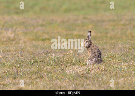 Un europeo lepre (Lepus europaeus) è seduto in posizione eretta in un campo e sta guardando i suoi dintorni. Foto Stock