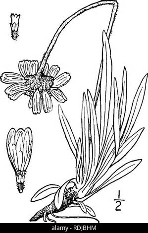 . Una flora illustrata del nord degli Stati Uniti, il Canada e la British possedimenti, da Terranova al parallelo tra il confine meridionale della Virginia, e dall'Oceano Atlantico verso ovest per il 102d meridiano. La botanica; Botanica. 3. Tetraneuris acaulis (Pursh) Greene. Stemless Tetraneuris. Fig. 4539]. Gaillardia acaulis Pursh, Fl. Am. Sett. 743. 1814. T. acaulis Greene, Pittonia 3: 265. 1898. Actinella acaulis Nutt. Gen. 2: 173. 1818. Picradenia acaulis Britton, Mem. Torr. Club a 5: 339. 1894. T. simplex A. Nelson, Bot. Gaz. 28: 127. 1899. Perenne con radici spesse e una stout ramificato ca Foto Stock