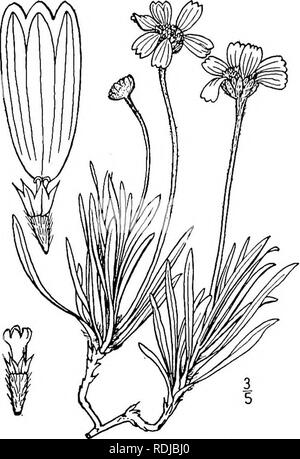 . Una flora illustrata del nord degli Stati Uniti, il Canada e la British possedimenti, da Terranova al parallelo tra il confine meridionale della Virginia, e dall'Oceano Atlantico verso ovest per il 102d meridiano. La botanica; Botanica. 3. Tetraneuris acaulis (Pursh) Greene. Stemless Tetraneuris. Fig. 4539]. Gaillardia acaulis Pursh, Fl. Am. Sett. 743. 1814. T. acaulis Greene, Pittonia 3: 265. 1898. Actinella acaulis Nutt. Gen. 2: 173. 1818. Picradenia acaulis Britton, Mem. Torr. Club a 5: 339. 1894. T. simplex A. Nelson, Bot. Gaz. 28: 127. 1899. Perenne con radici spesse e una stout ramificato ca Foto Stock